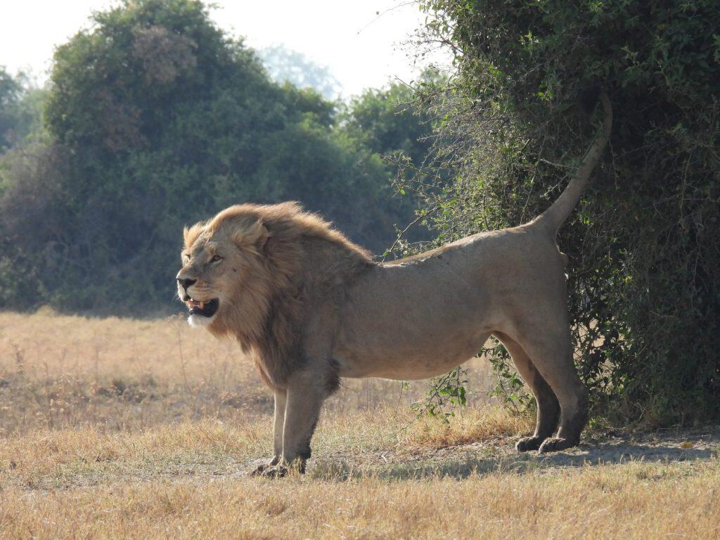 Male lions can use strong-smelling urine to scent-mark.