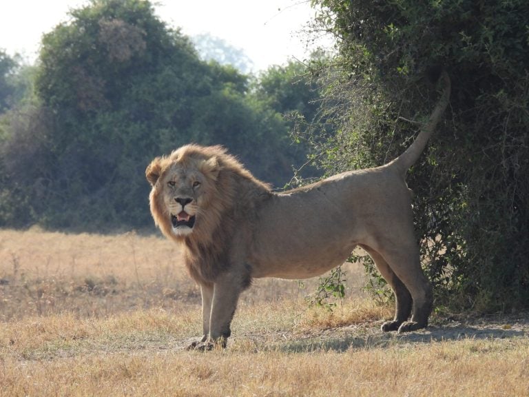 Scent marking lion in Botswana