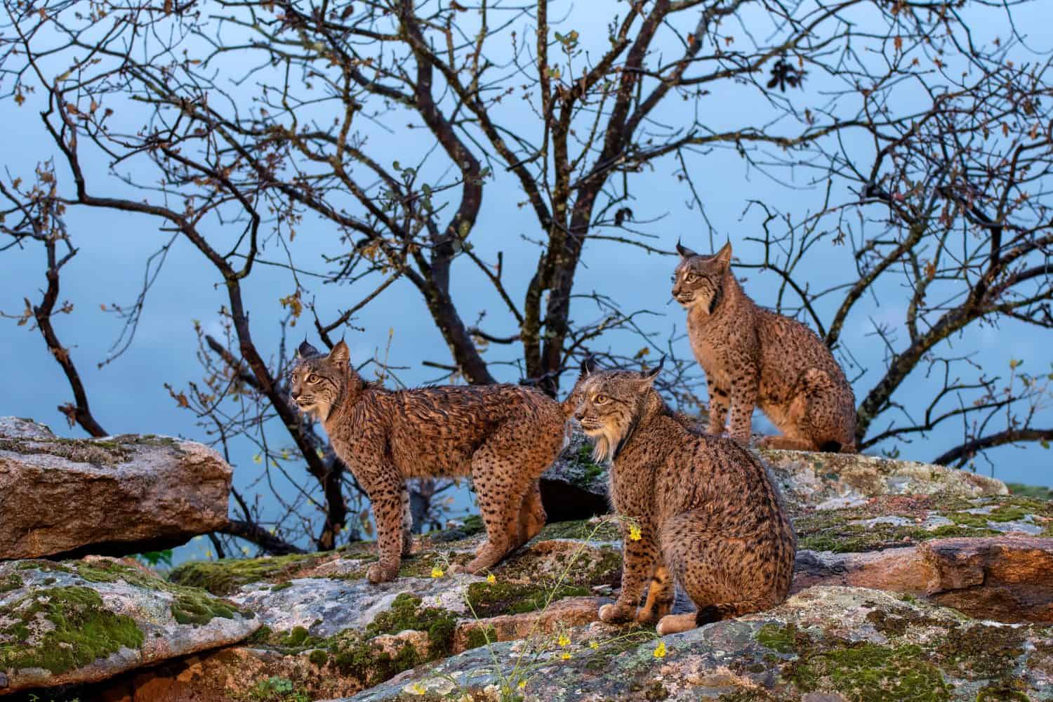 Three Iberian lynx in the Sierra de Andujar, Jaen. Spain.