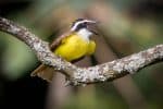 Great Kiskadee