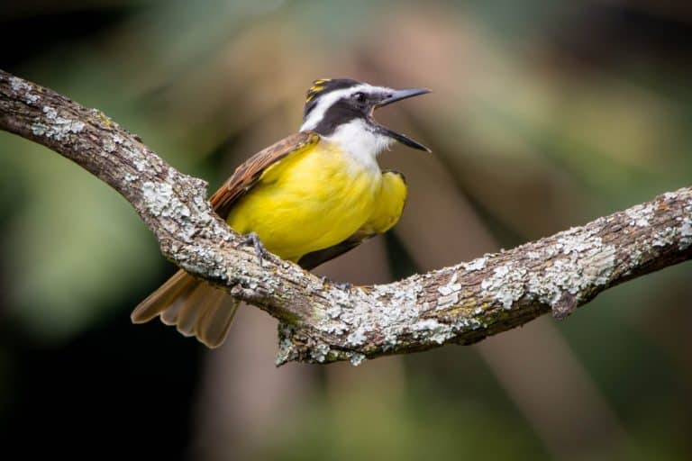 Great Kiskadee