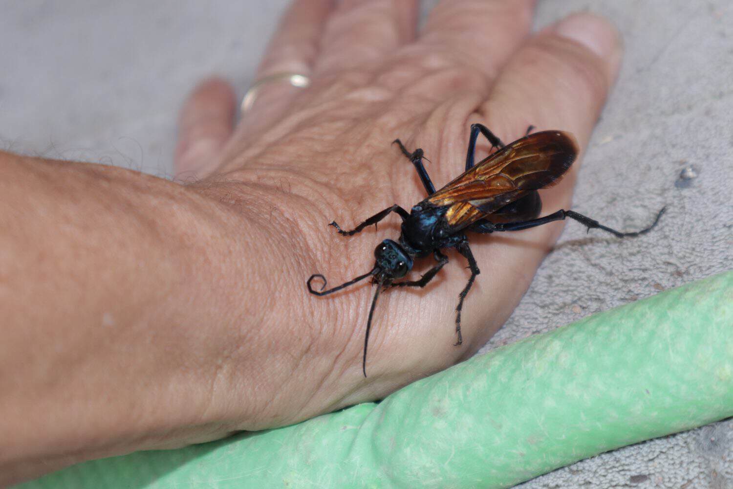 tarantula hawk, wasp, new mexico