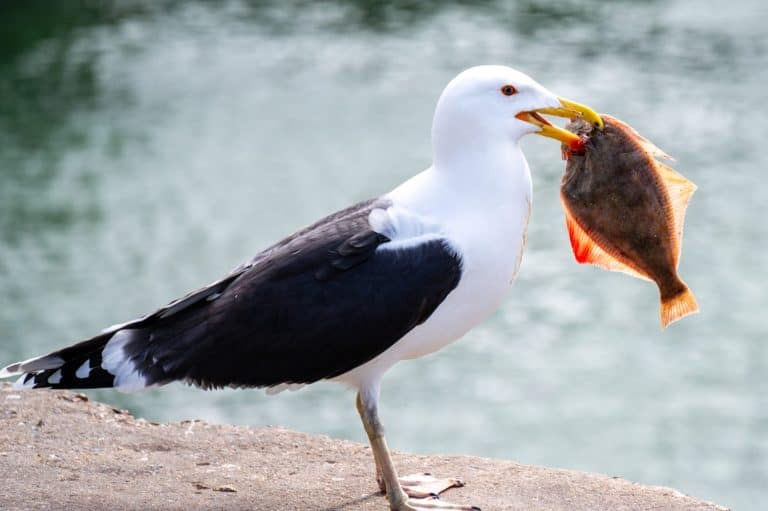 Seagull with fish in its beak