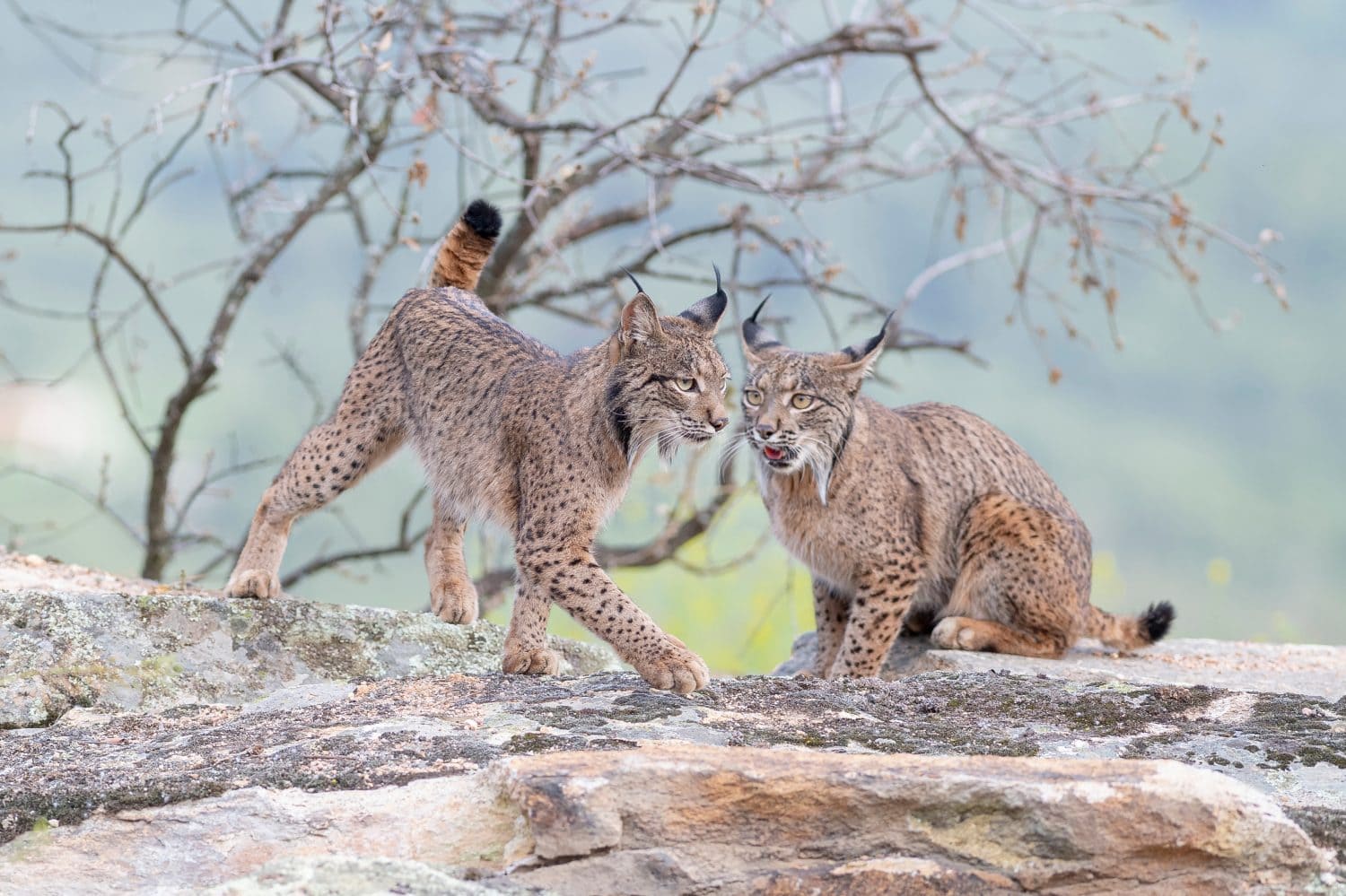 Iberian lynx (Lynx pardinus) Jaen, Spain