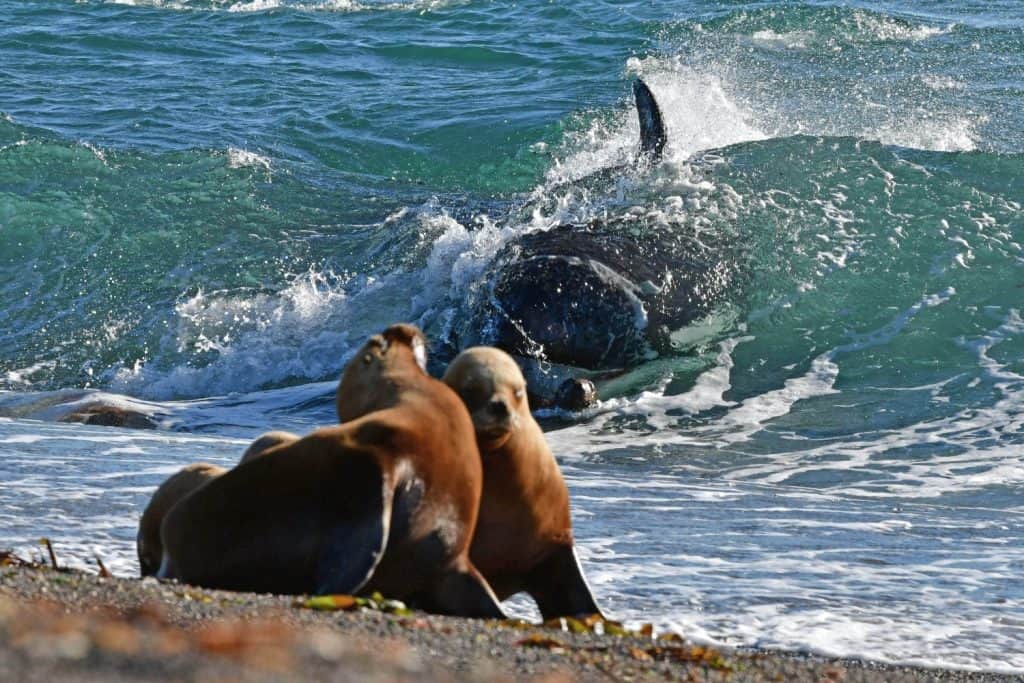 orcas stranding at the beach in Punta Norte, Pen&iacute;nsula Vald&eacute;s, with a unique technique , they strand by thme self to hunt sea lions calfs