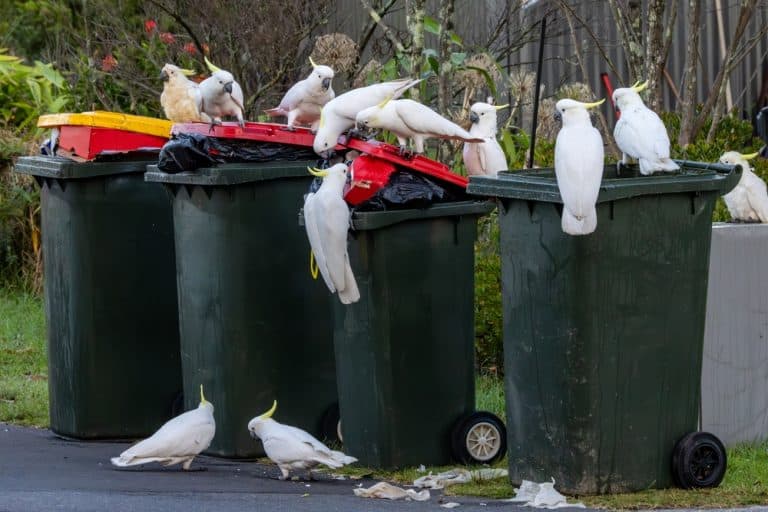 Australian Sulphur-crested Cockatoos scavenging on rubbish bins
