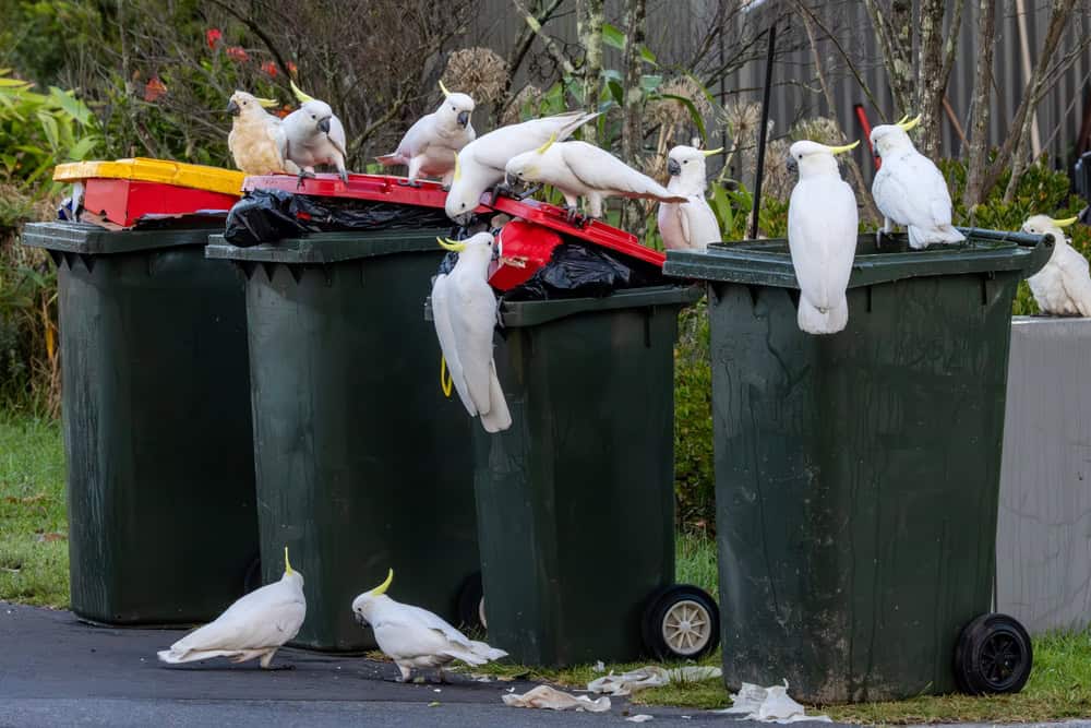 Australian Sulphur-crested Cockatoos scavenging on rubbish bins