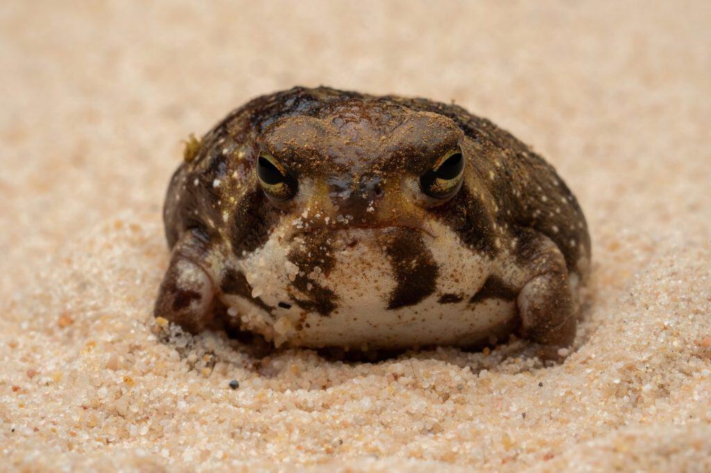 The Tiny Frog With the Internet’s Most Dramatic Squeak - A-Z Animals