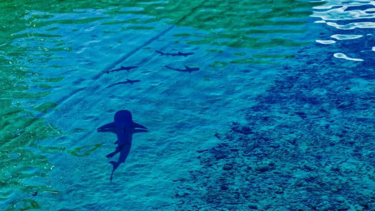 Baby sharks and their mothers swim at the edge of the sea