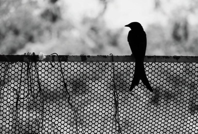 Silhouette scene of Black Drongo bird standing alone. Black Drongo bird. black and white. Thailand.