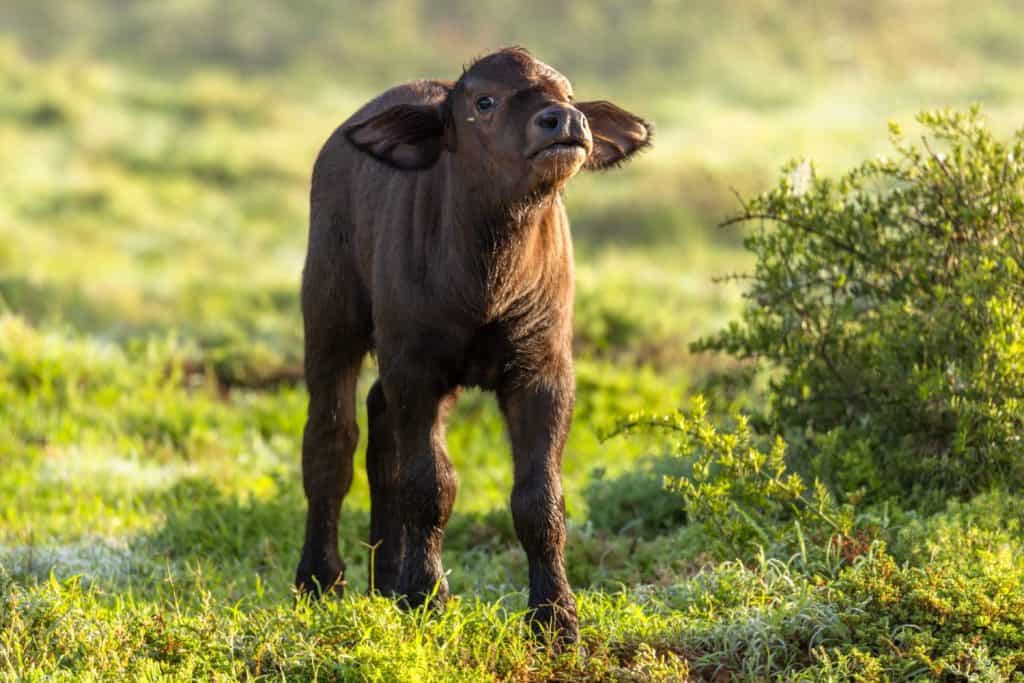 Cape buffalo calf ( Syncerus caffer) smelling, Shamwari Private Game Reserve, South Africa.