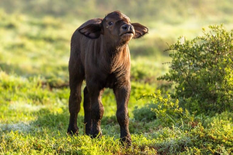 Cape buffalo calf ( Syncerus caffer) smelling, Shamwari Private Game Reserve, South Africa.