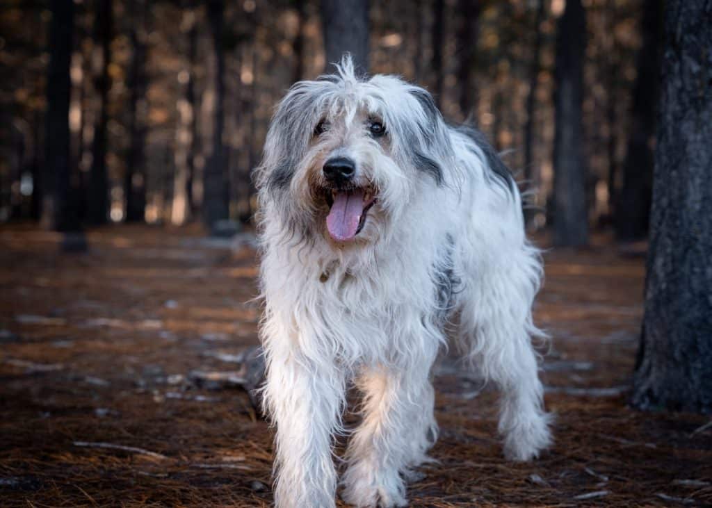 A closeup of a happy Sapsali dog in a forest