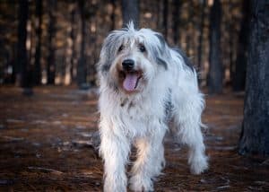 A closeup of a happy Sapsali dog in a forest