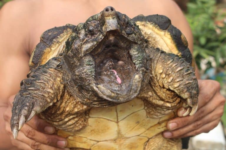 A giant alligator snapping turtle. About 3 years old. Not really aggressive but can bite your fingers