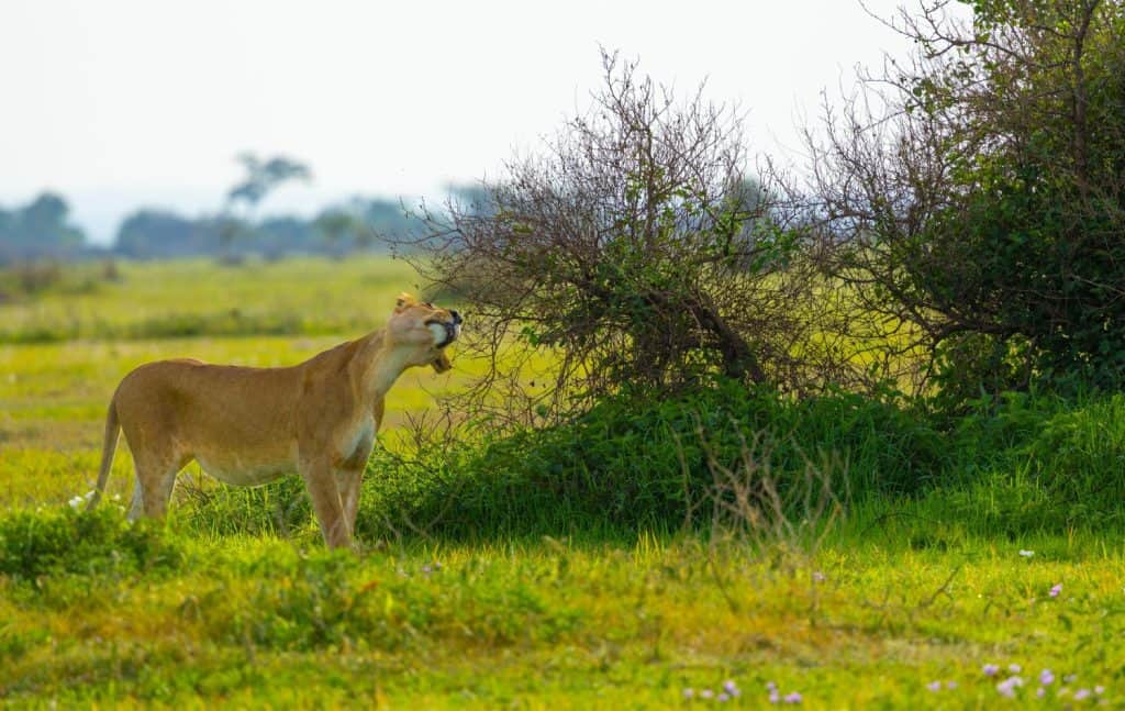 Female lions scent-mark to reinforce territory boundaries, but they typically do so during mating season.