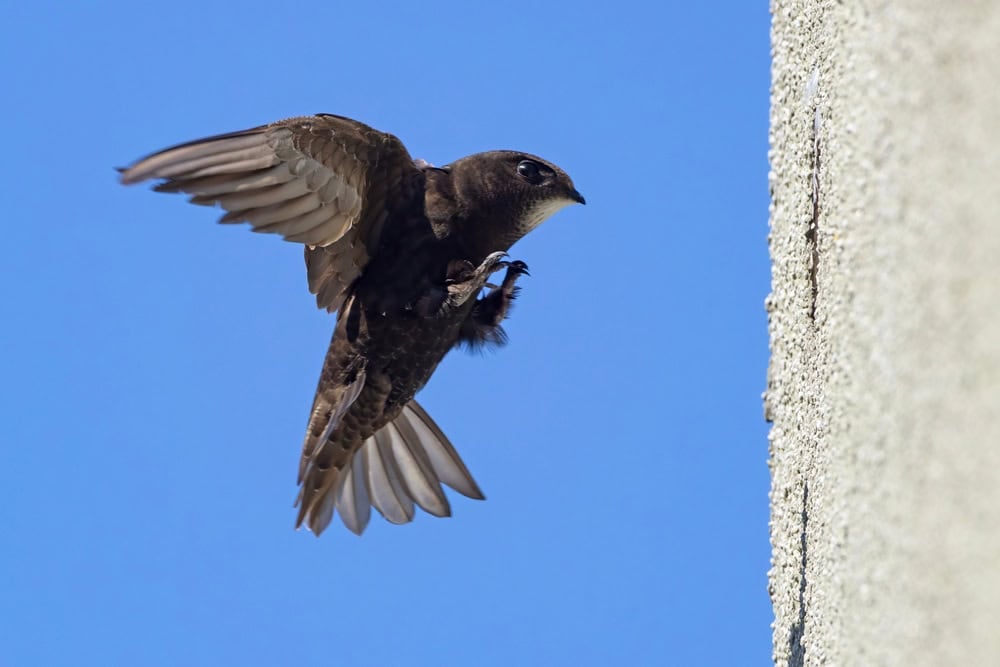 The common swift (Apus apus) is a medium-sized bird, superficially similar to the swallow but somewhat largert, hough not stemming from those passerine species, being in the order Apodiformes.
