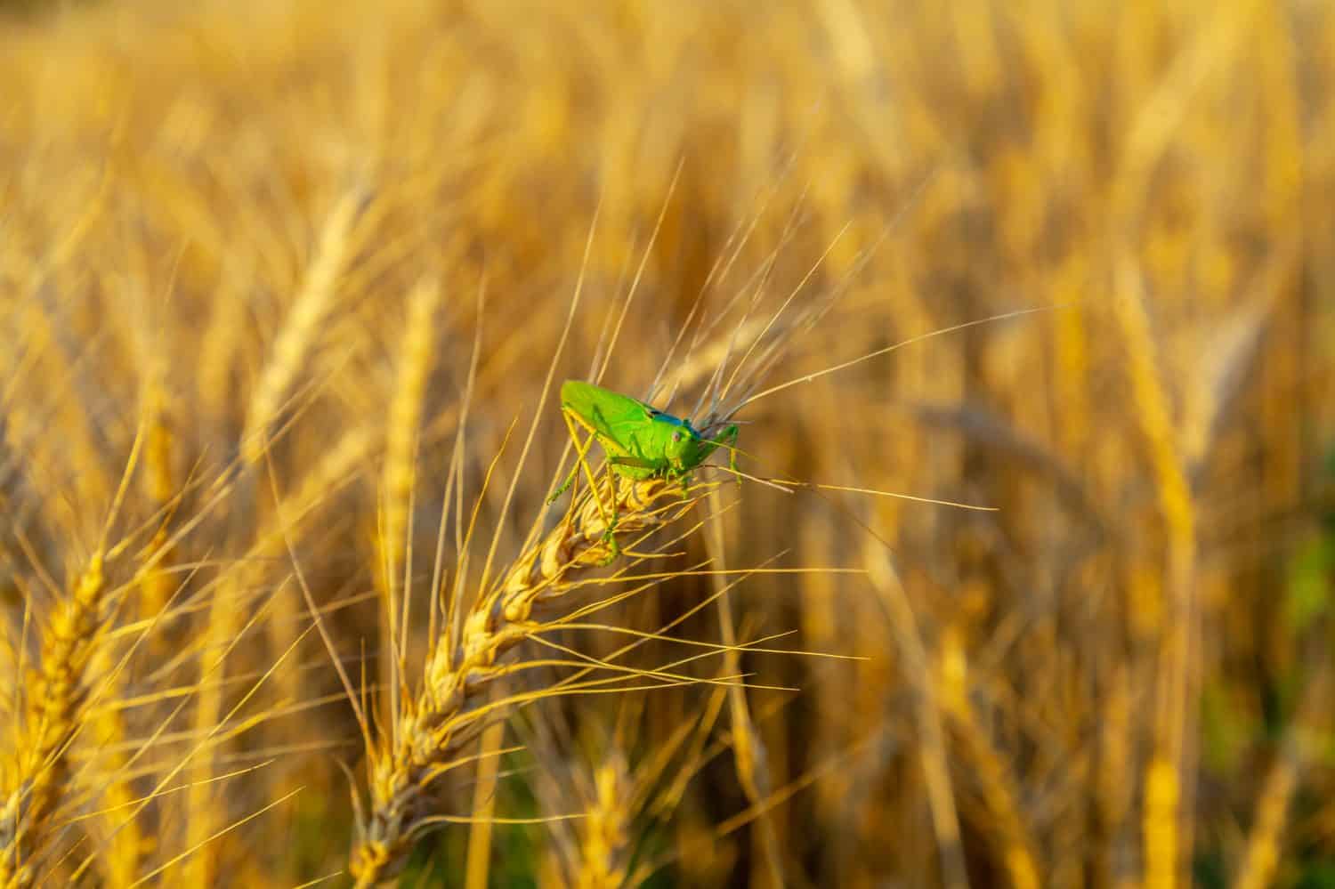 green grasshopper eats wheat crop