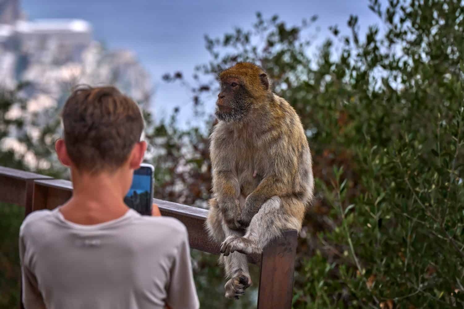 Barbary macaque and child took image with cell phone, wild monkey in Gibraltar. Only one monkey species on European continent. Urban wildlife on top of Rock og Gibraltar. Animal in nature with human.