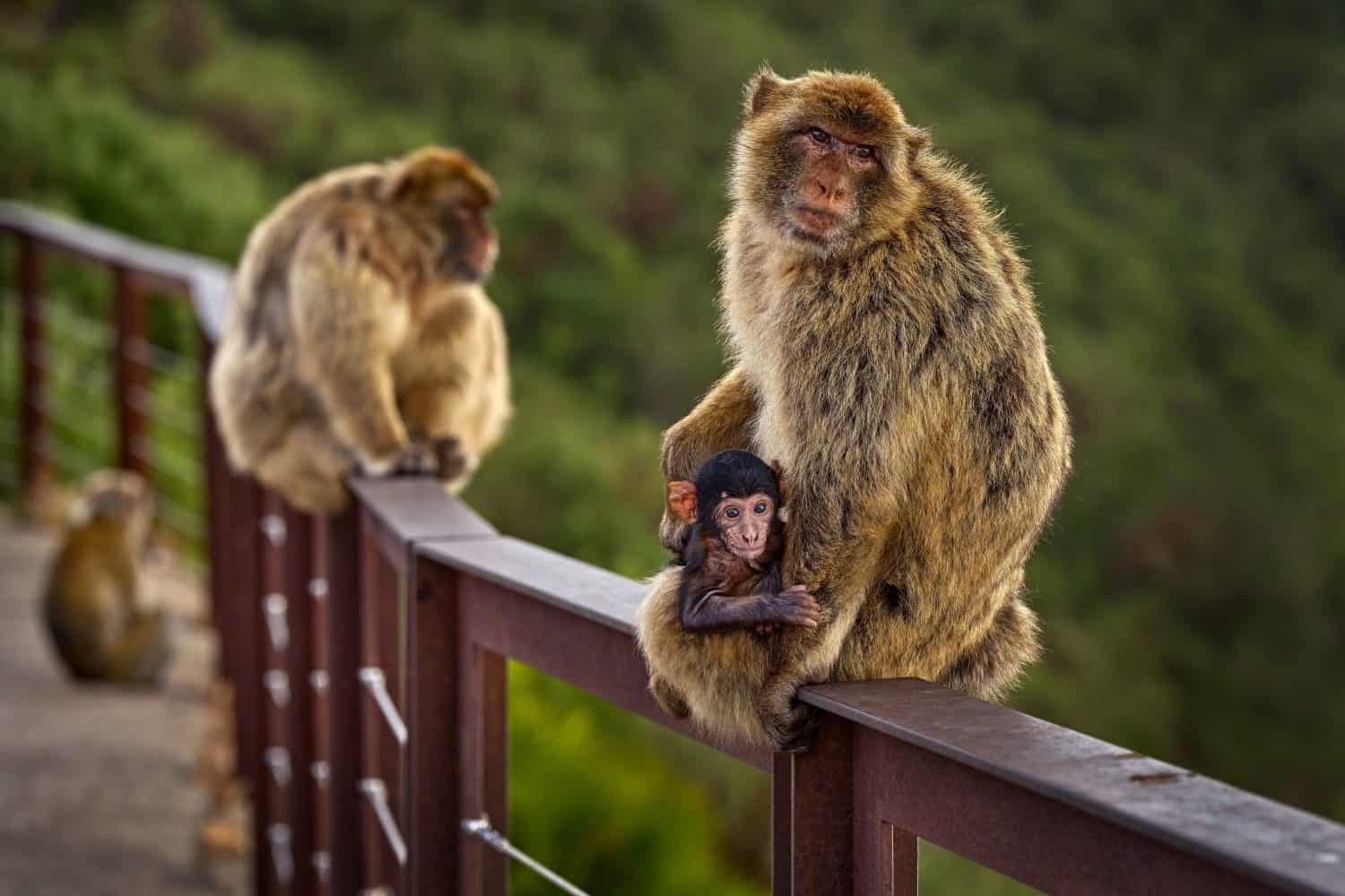 Barbary macaque and young baby care, wild monkey in Gibraltar. Only one monkey species on European continent. Urban wildlife on top of Rock og Gibraltar. Animal in nature with human, metal fence.