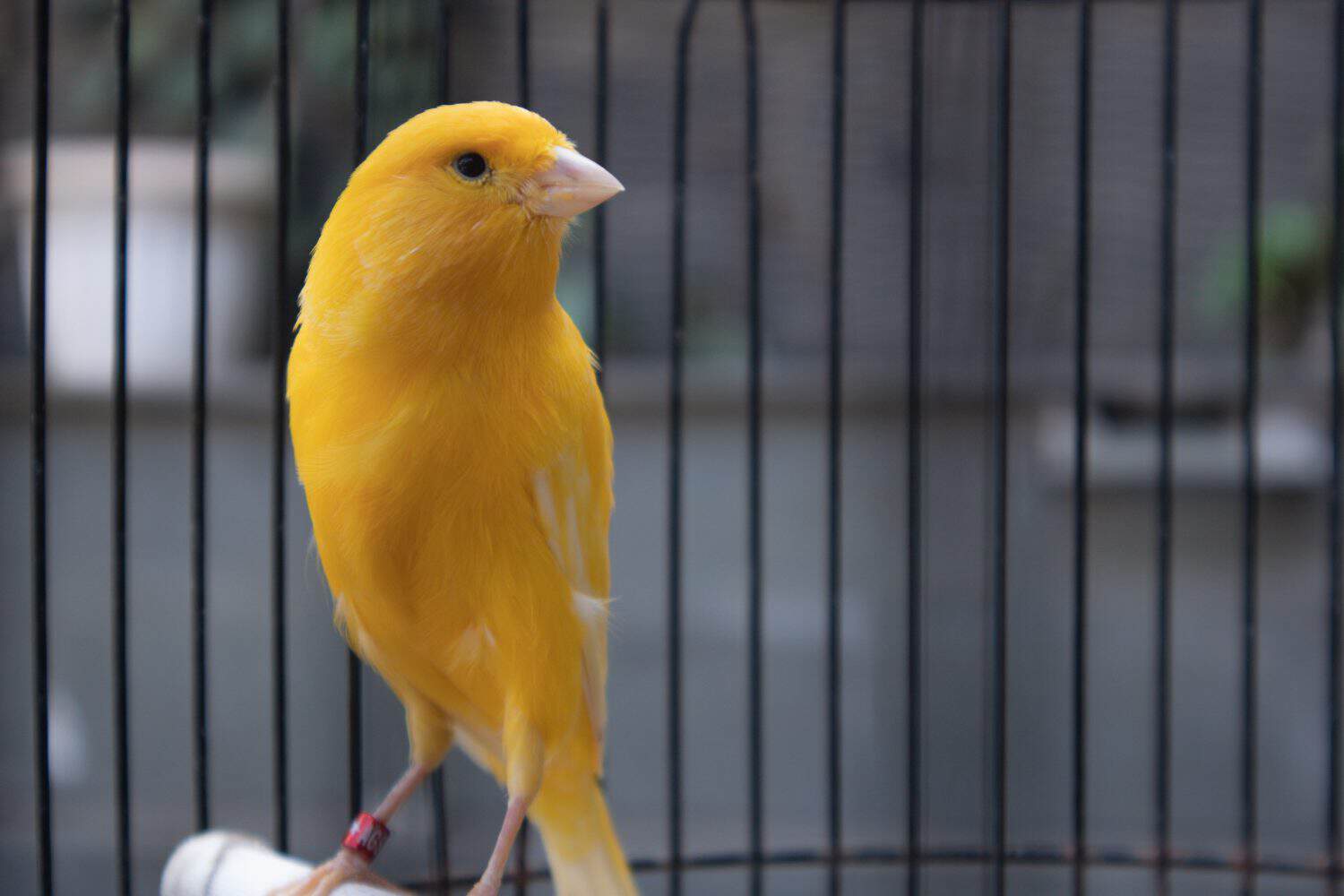 Yellow canary bird in cage