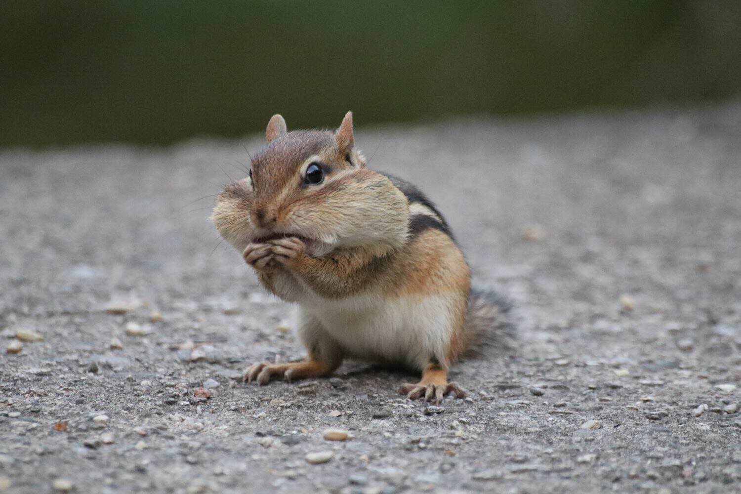 Chipmunk full of nuts at the forest