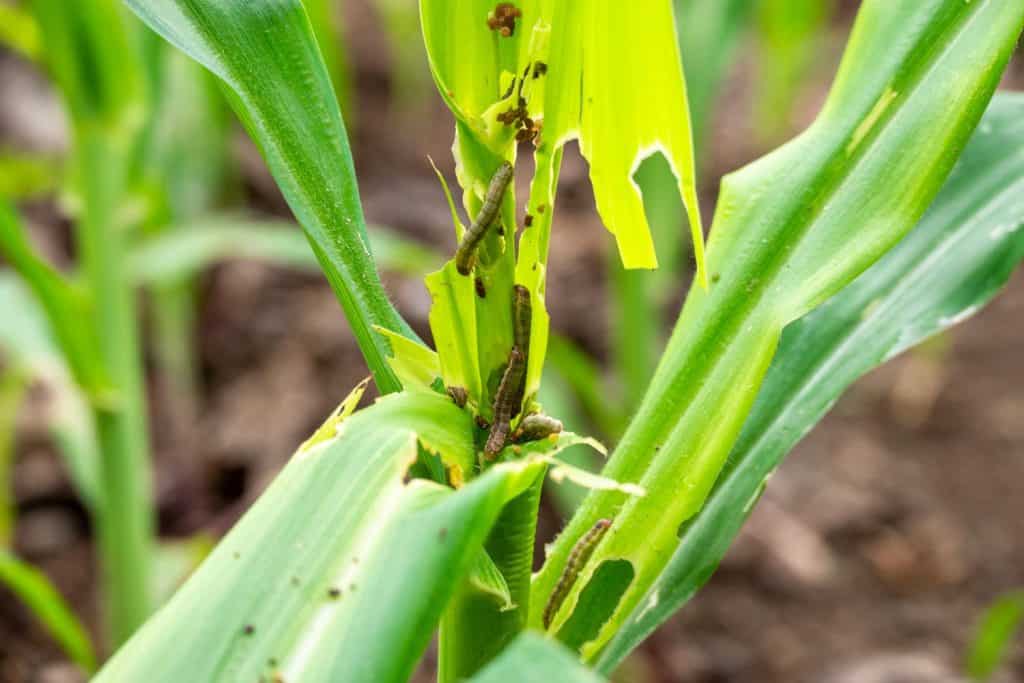 In the maize field, the armyworm attack the maize leaves, causing damage to the maize leaves, attack of The fall armyworms on maize or corn crop.