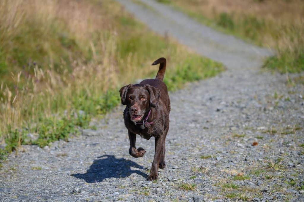 Brown labrador-dalmation cross dog runs along gravel path towards the front of the image, two legs in the air