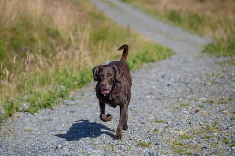 Brown labrador-dalmation cross dog runs along gravel path towards the front of the image, two legs in the air