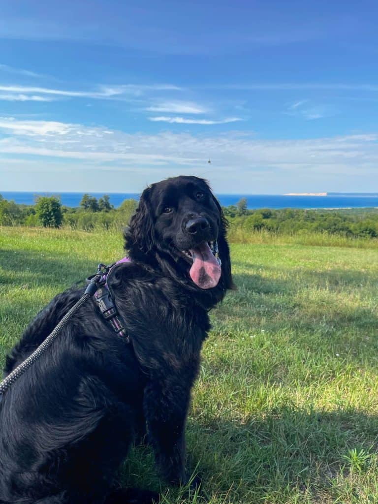 Happy Golden Newfie in Northern Michigan