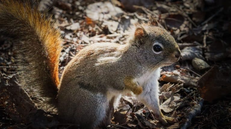 A closeup of a squirrel perched on dried leaves