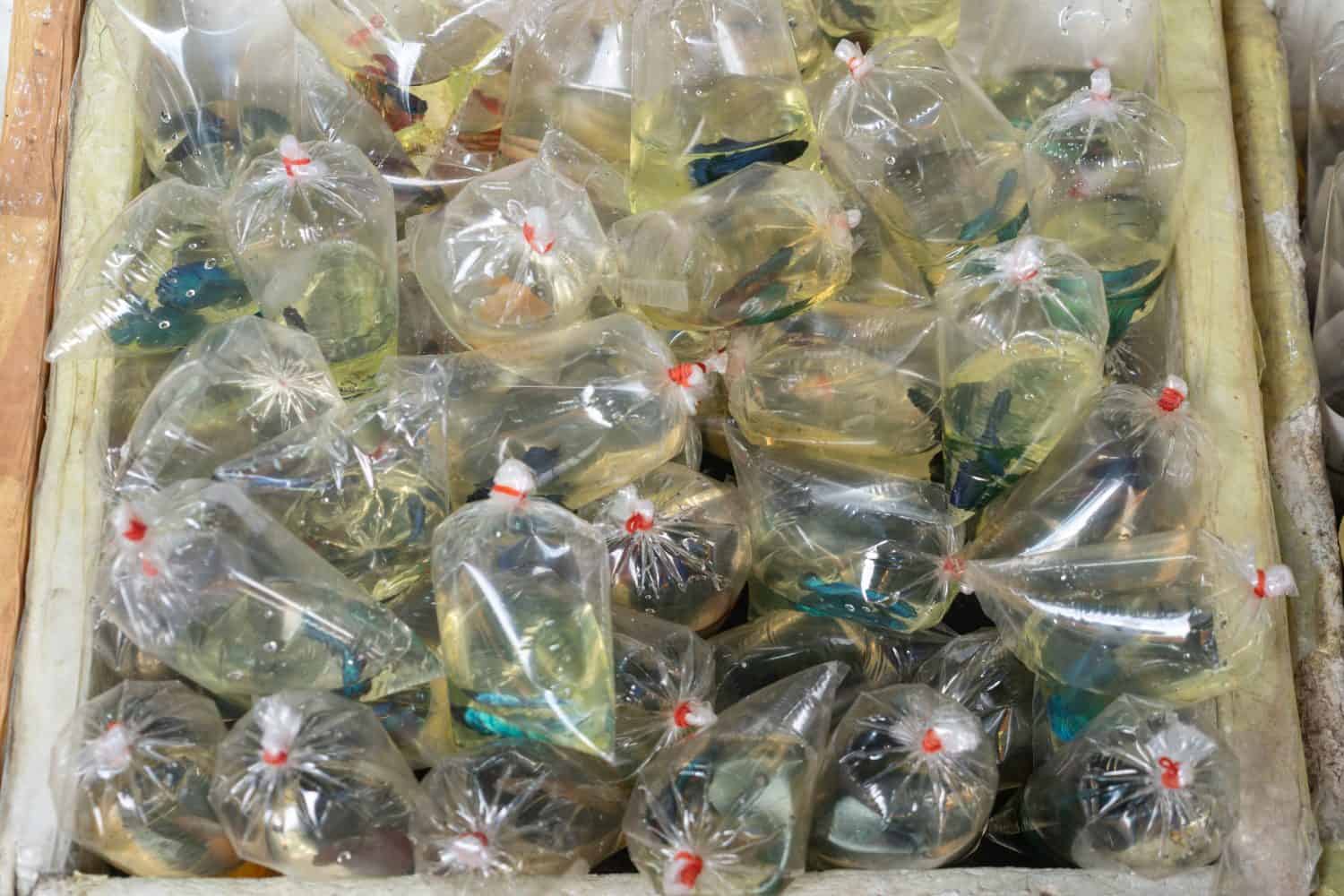 Siamese fighting fish are packed in plastic bags for sale in pet market.