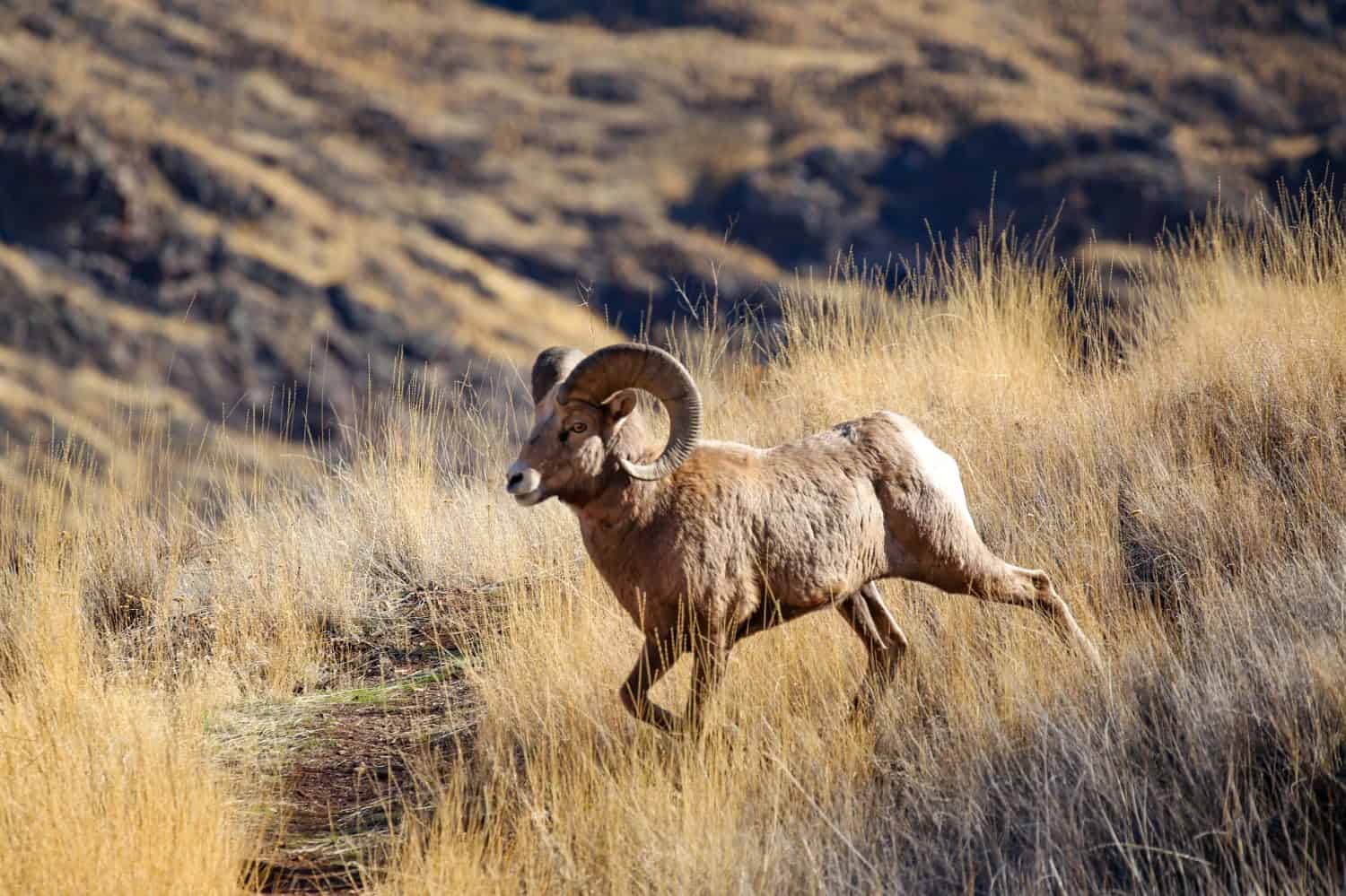 Wild bighorn ram in Hells Canyon on the Idaho Oregon border