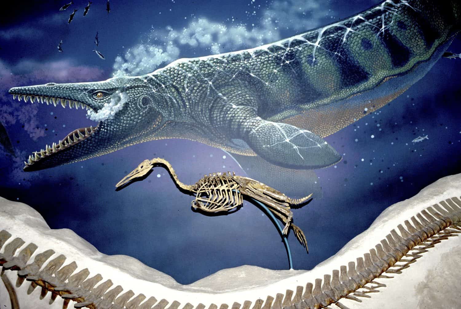Cretaceous Seal Life, Tylosaurus, Museum of Natural History, Washington, D.C.