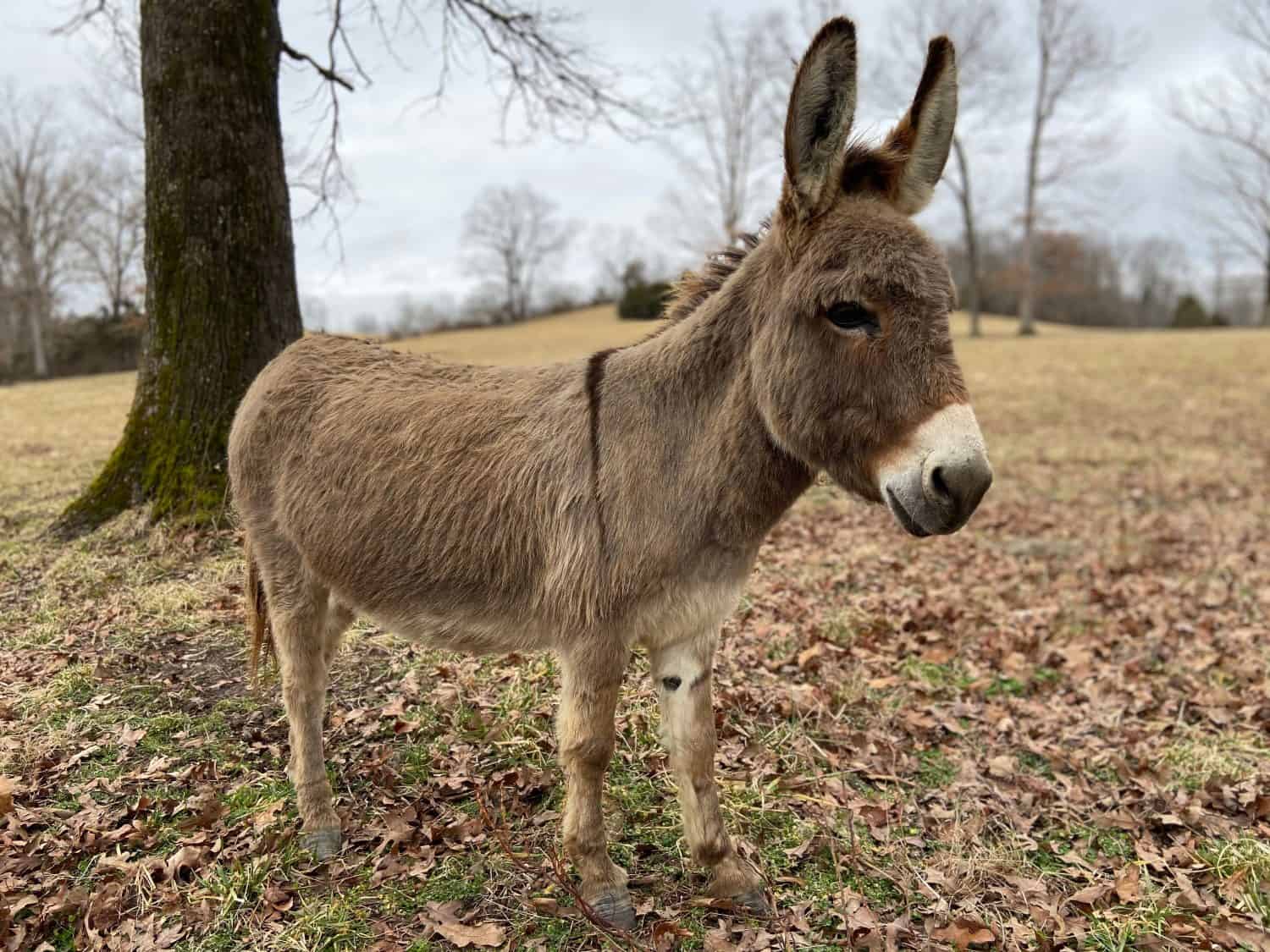 Miniature Donkey in a Kentucky Field