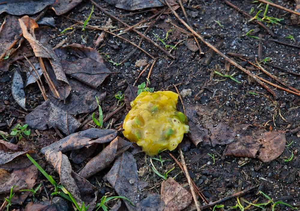 The birds spread mistletoe seeds and the digested seeds eat the droppings on the branches where they take root on oaks and lindens and spread the seeds. plant propagation