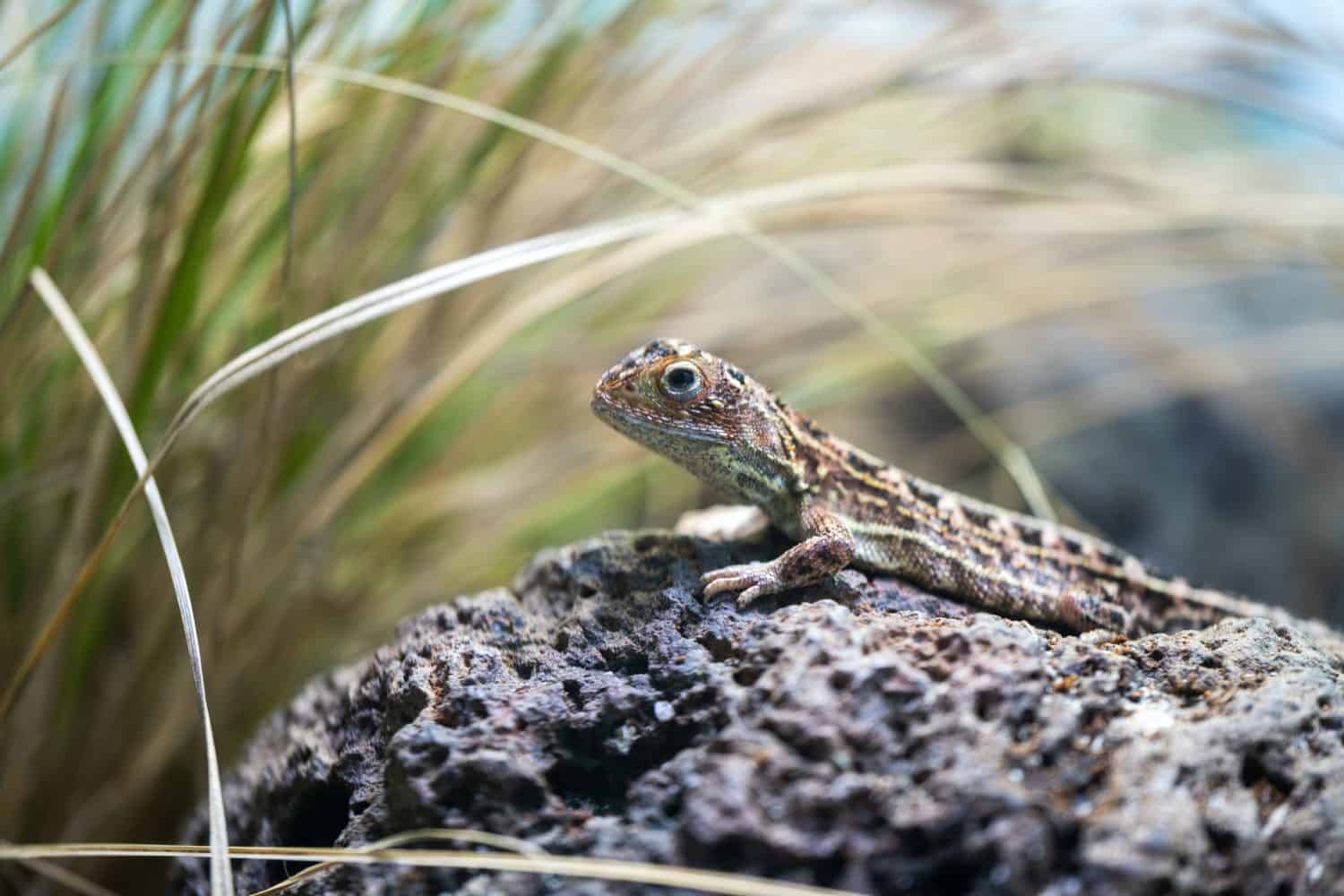 Close up of Earless Dragon on rock