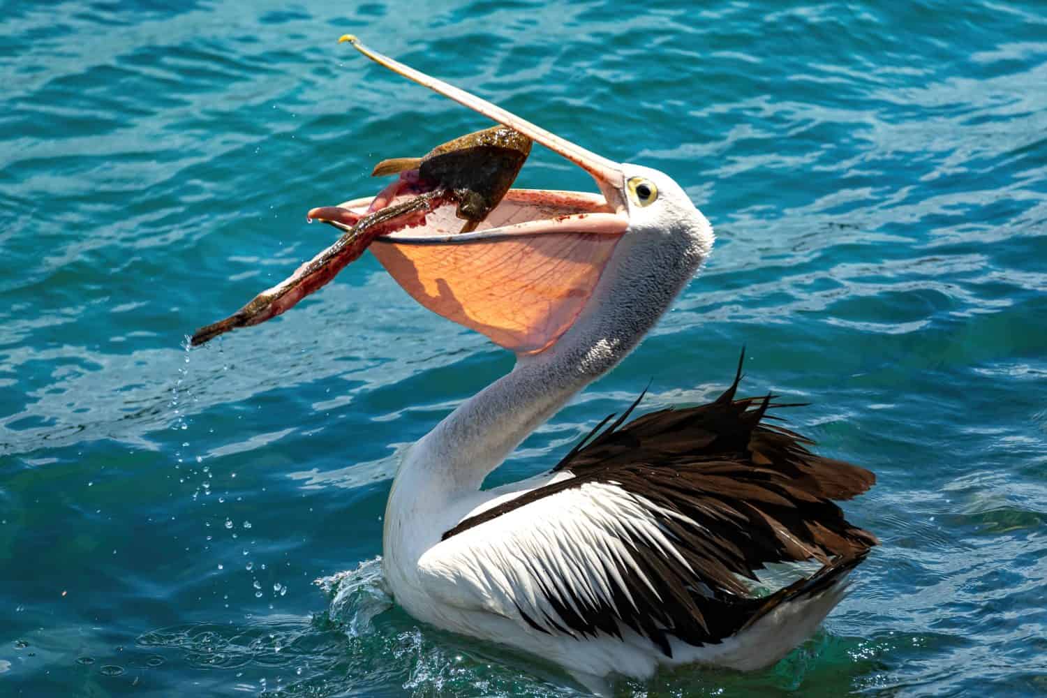 NSW North Coast Pelicans Eating Fish