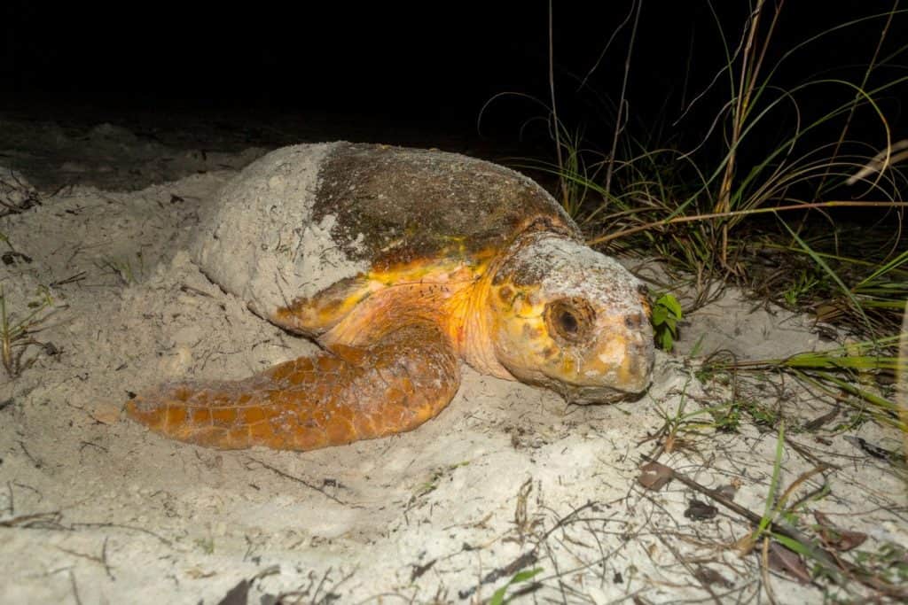 A loggerhead sea turtle finishes burying its nest after laying eggs on a Florida beach.
