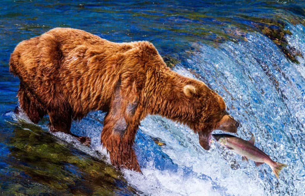 Grizzly brown bear standing on top of Brooks Fall catching a salmon in mouth at Katmai National Park in Alaska