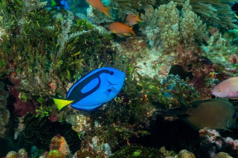 regal tang, palette surgeonfish, blue tang, hepatus tang, Indo-Pacific blue tang or flagtail surgeonfish (Paracanthurus hepatus) Komodo, Indonesian