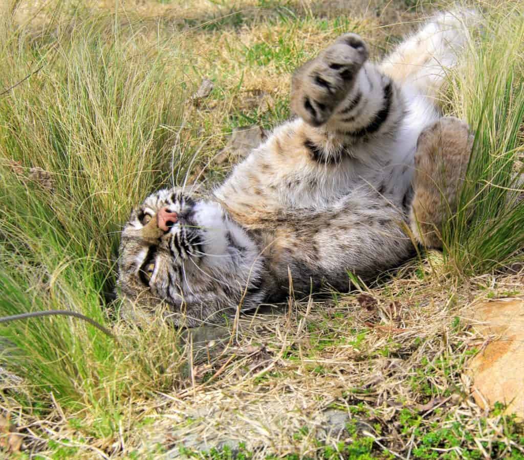 Bobcat in Blissful Play: A playful bobcat rolls joyously in the grass, capturing a moment of feline bliss in natural surroundings.