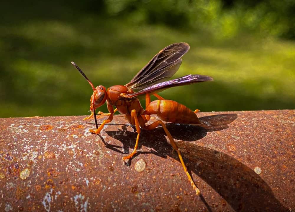 A close up shot of a Red Paper Wasp on a rusted pole.