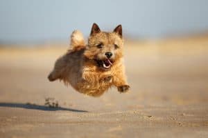 happy norwich terrier dog jumping on a beach, close up