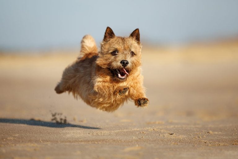 Norwich Terrier