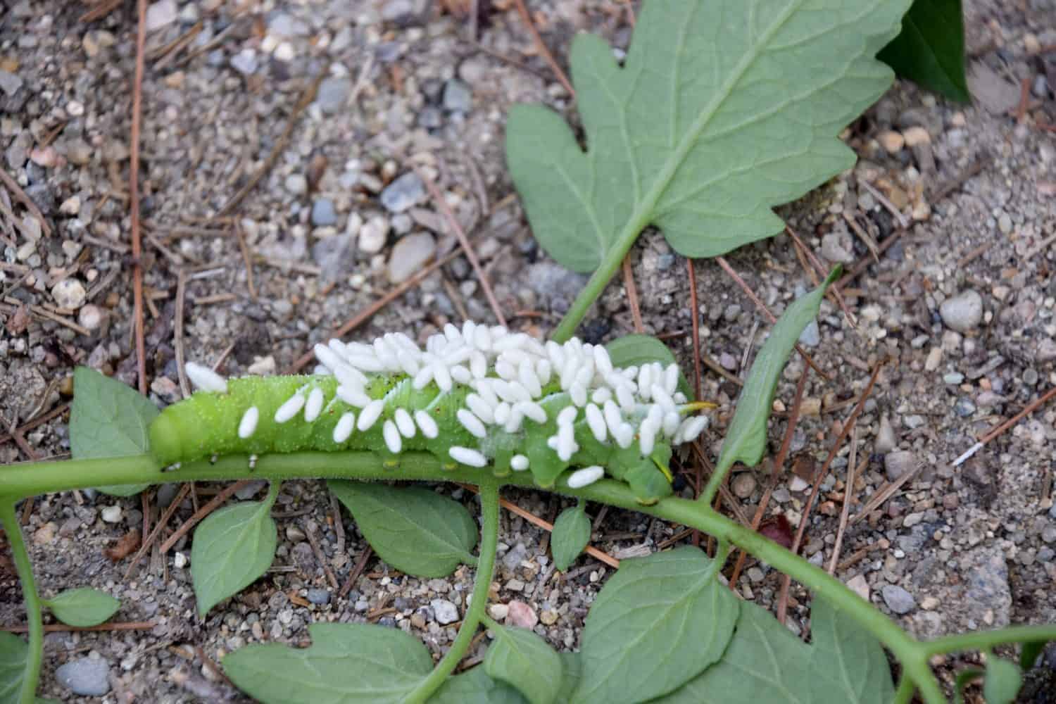 White wasp larvae on a tomato hornworm in a garden.