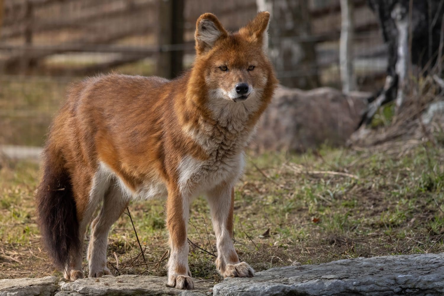 Ussuri dhole (Cuon alpinus alpinus), also known as the Indian wild dog