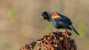 A vibrant red-winged blackbird perched on dried leaves against a blurred natural background.