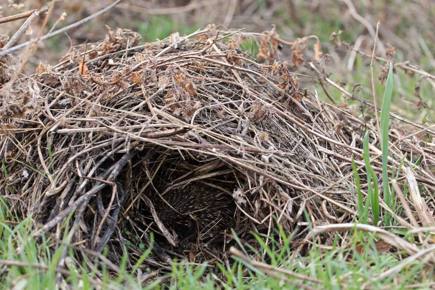 The hedgehog sleeps in its winter house made of dry leaves and grass.