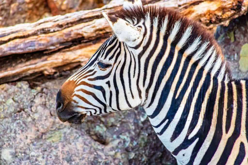 zebra with black and a little brown stripes